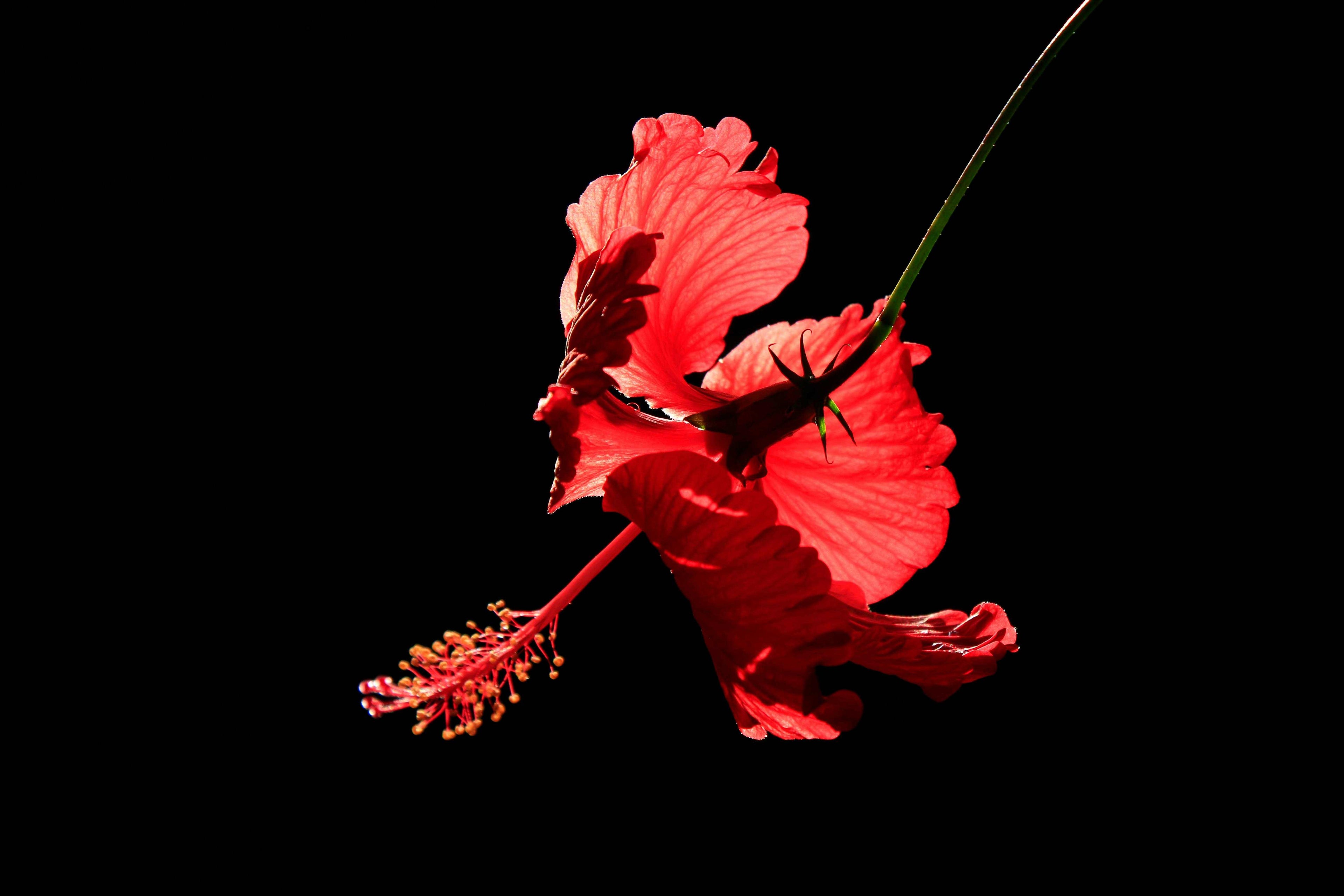 Red Hibiscus Powder Curefood